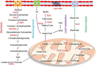 Metabolic Regulation of Epithelial to Mesenchymal Transition: Implications for Endocrine Cancer